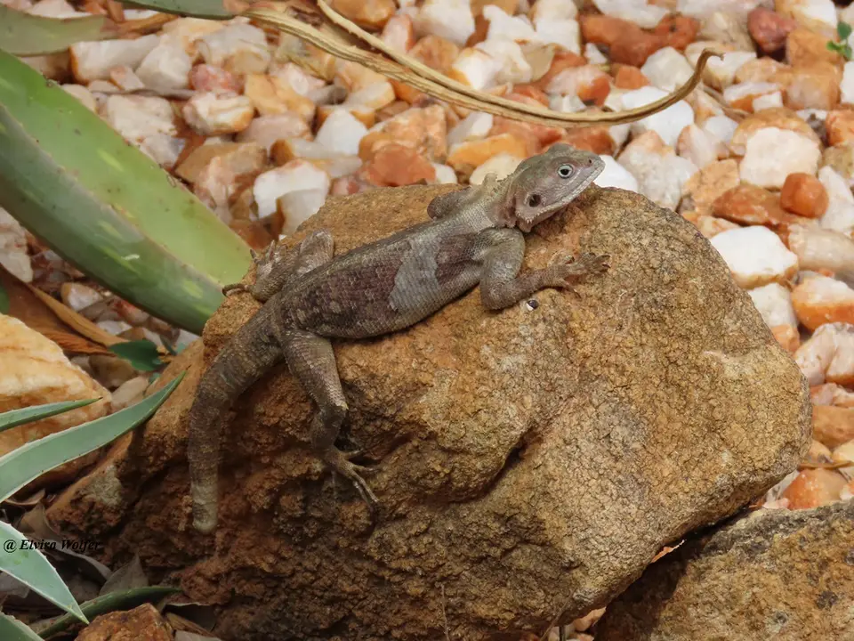 Kenyared-headedrockAgama.jpg