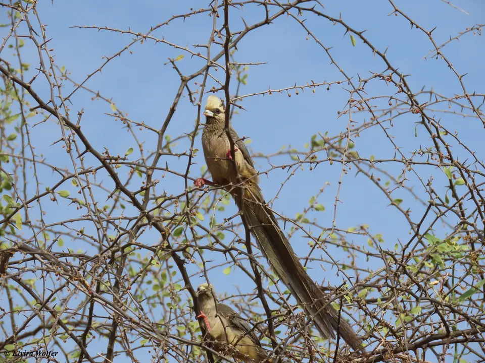 White-headedmousebird1.jpg