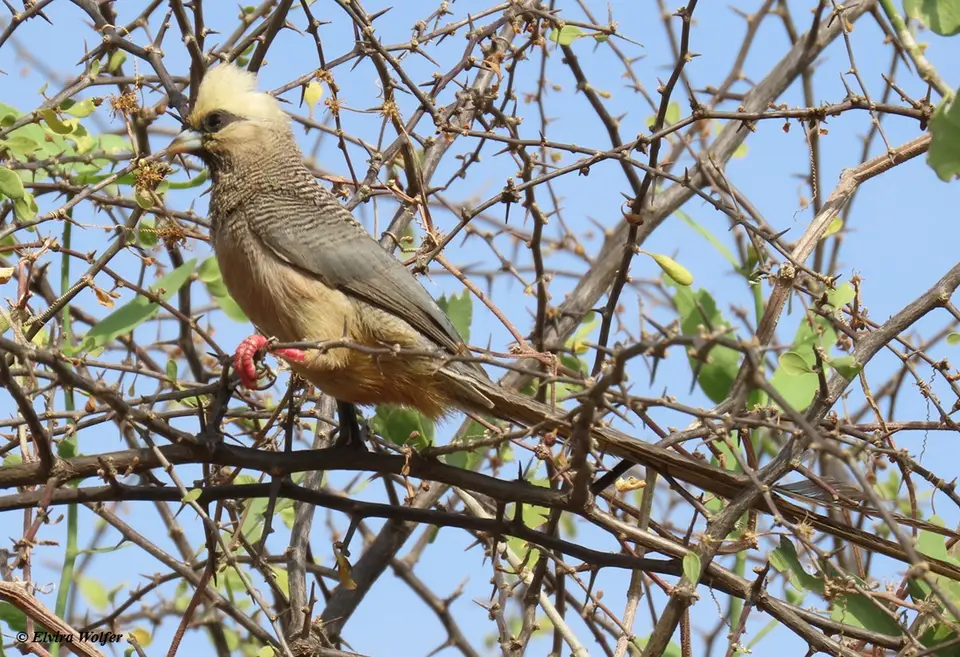 White-headedmousebird2.jpg