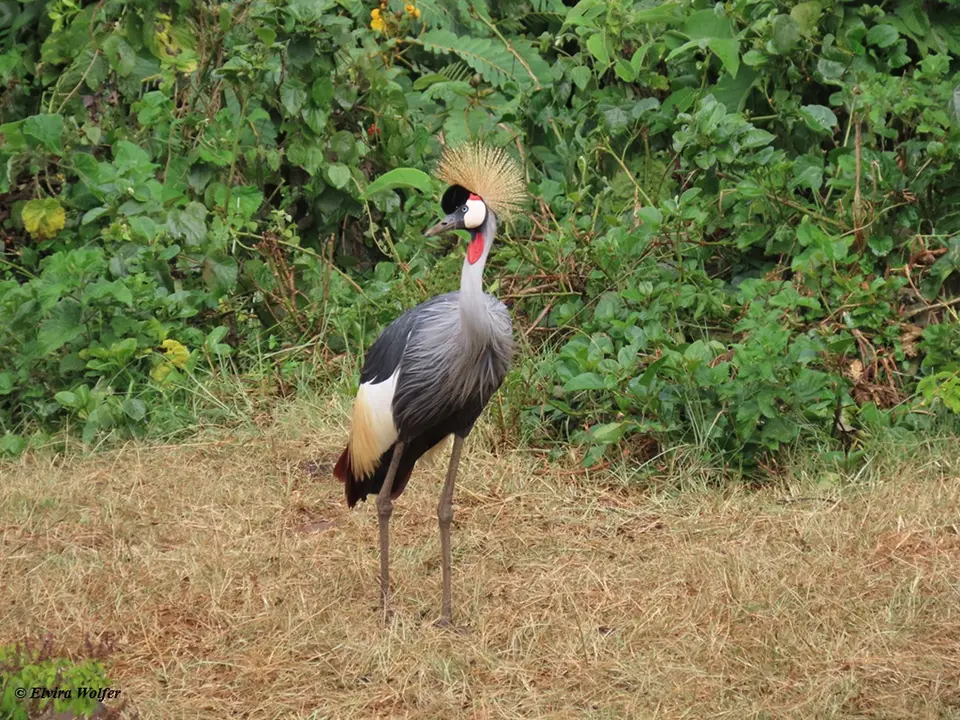 GreyCrownedCrane.jpg