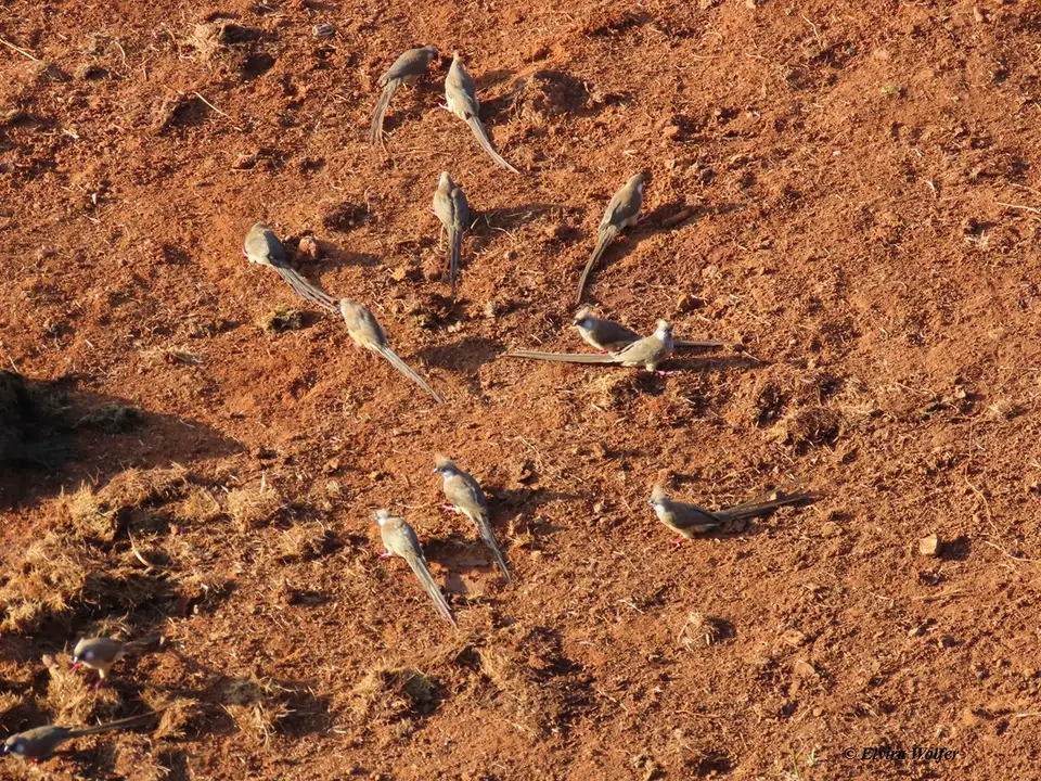 SpeckledMousebirds.jpg