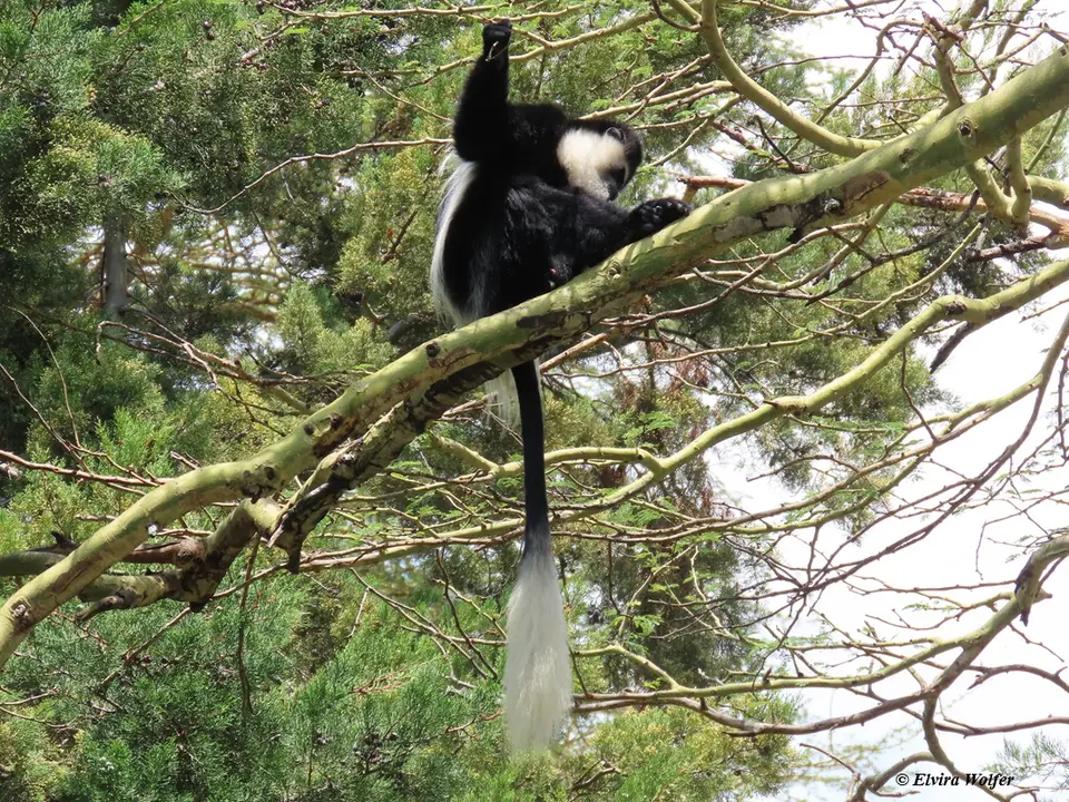 Colobus2.jpg