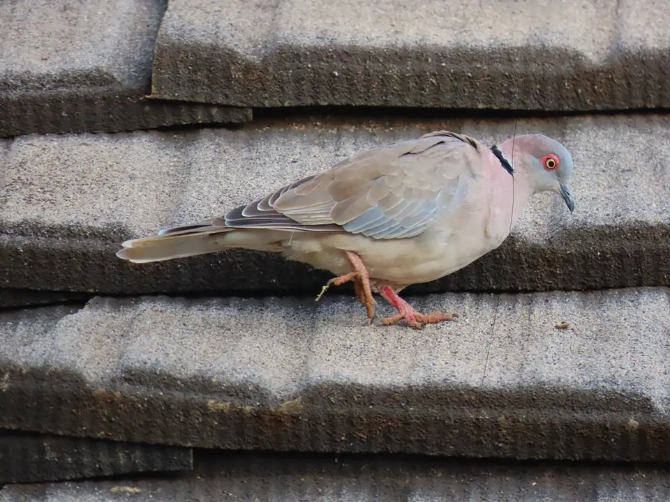 AfricanMourningDove.jpg