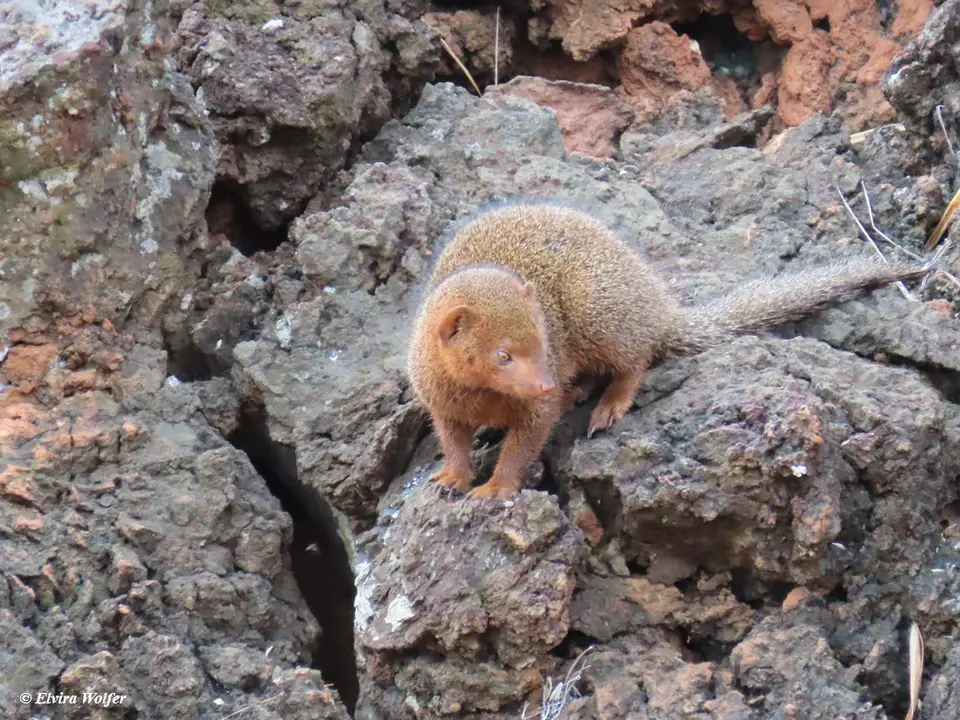 Dwarfmongoose1.jpg