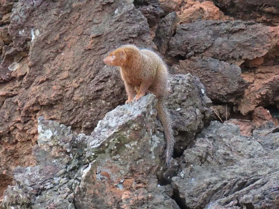 Dwarfmongoose2.jpg