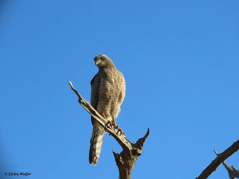 EasternChantingGoshawkjuvenile.jpg
