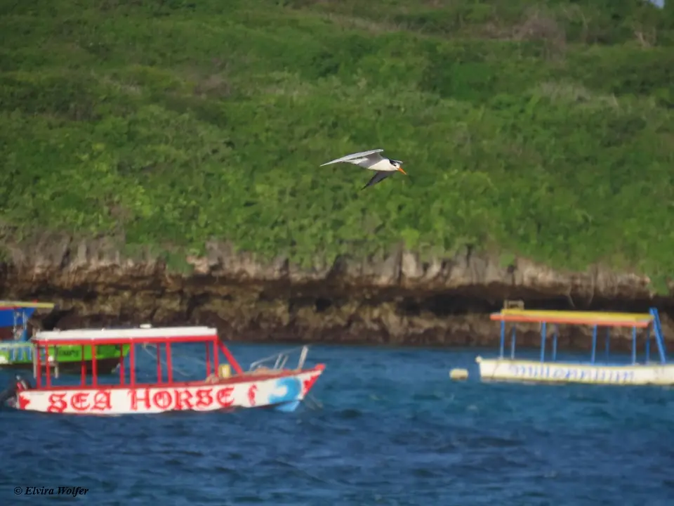 Lessercrestedtern.jpg
