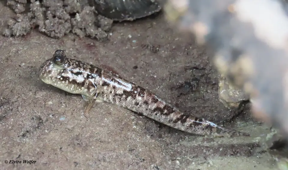 MudSkipper2.jpg