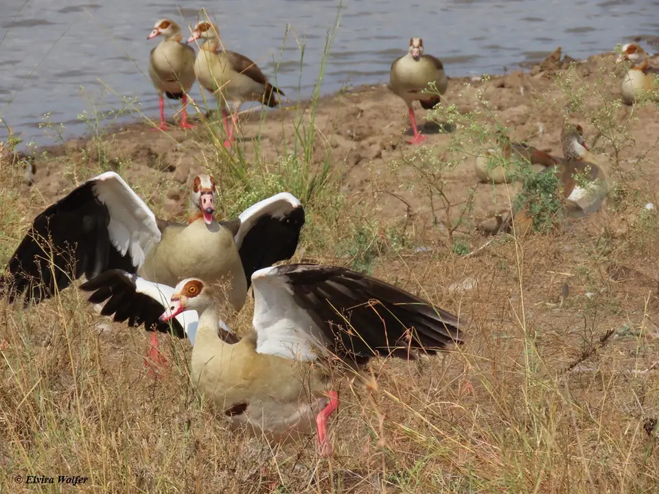 EgyptianGoose.jpg