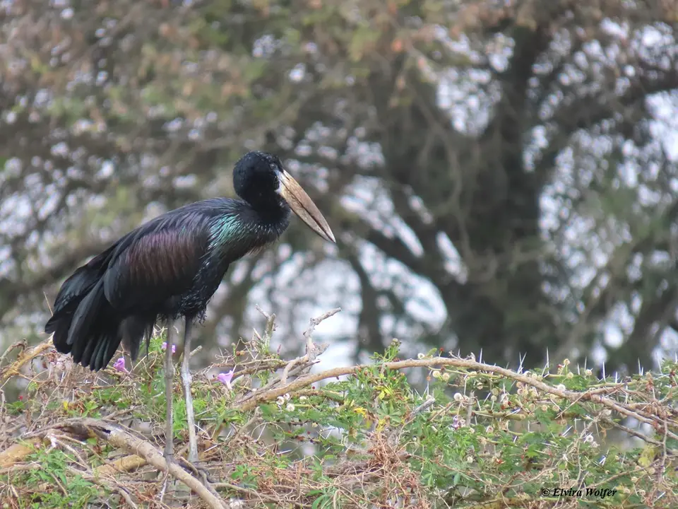 Open-billedStork.jpg