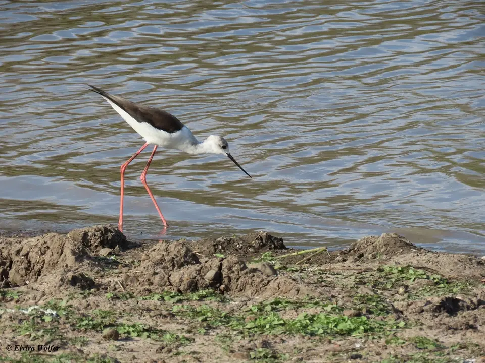 Black-wingedStilt.jpg