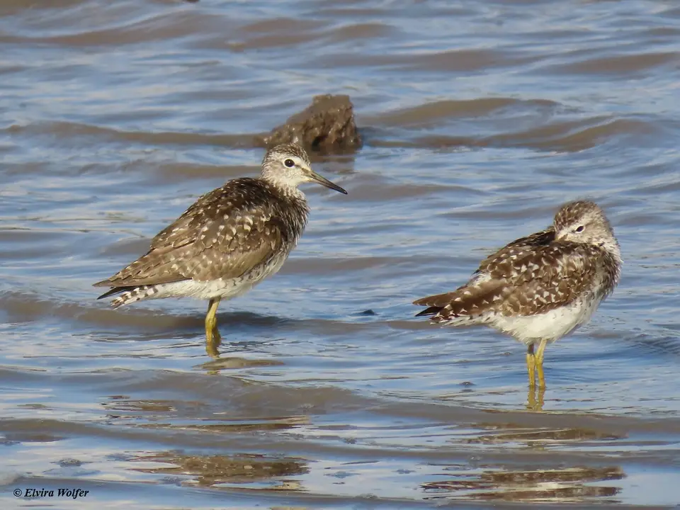 WoodSandpiper.jpg