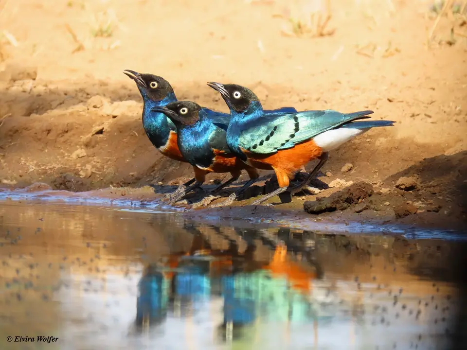 SuperbStarling.jpg