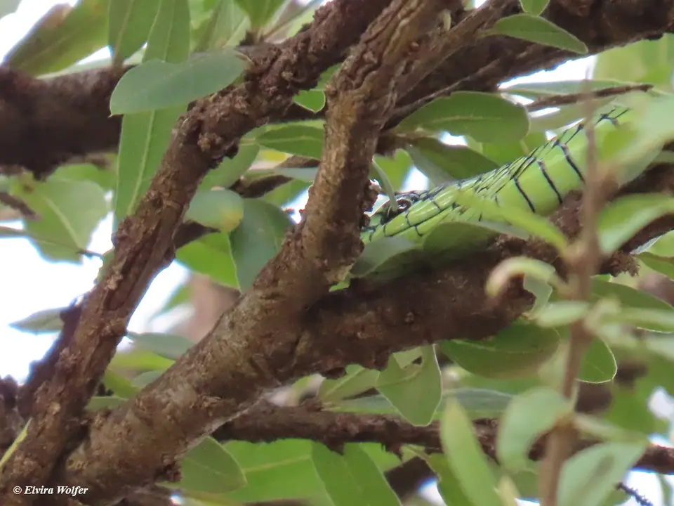 Boomslang3.jpg