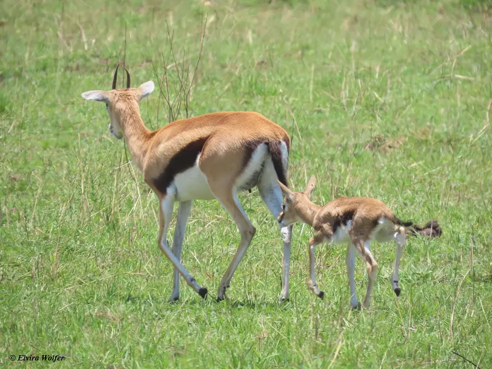 ThomsonGazelle1.jpg