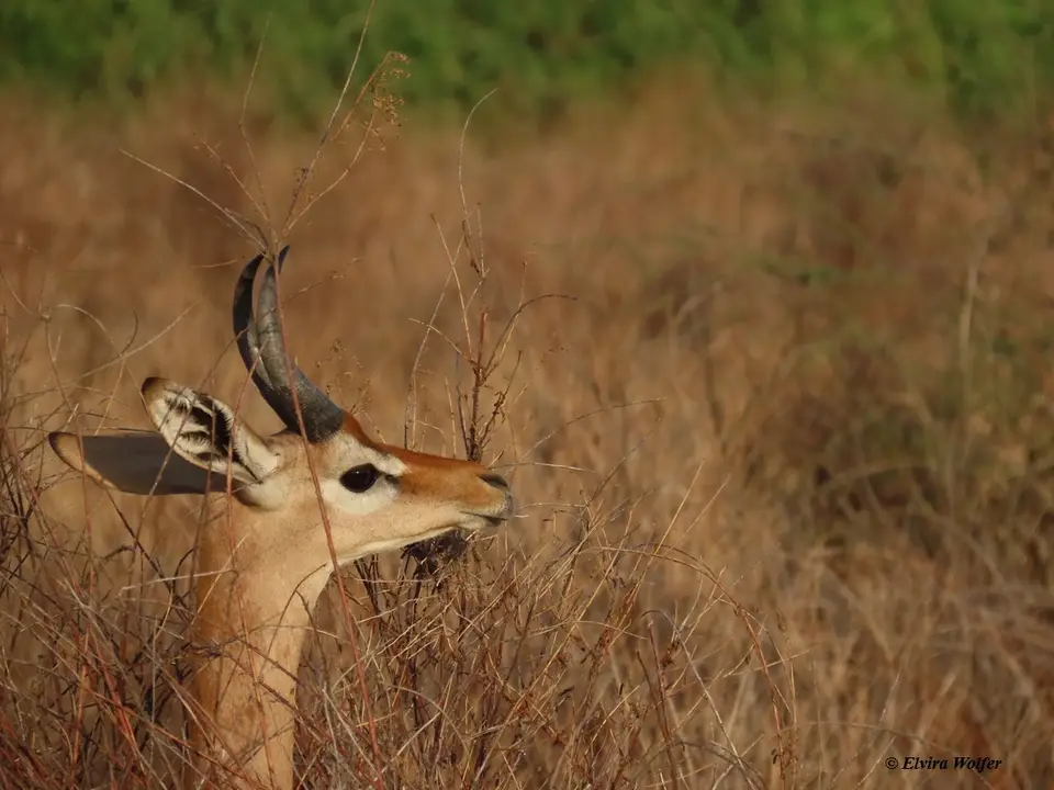 Gerenuk1-2.jpg