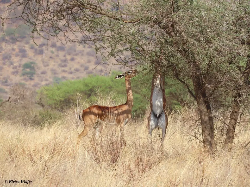 Gerenuk2.jpg
