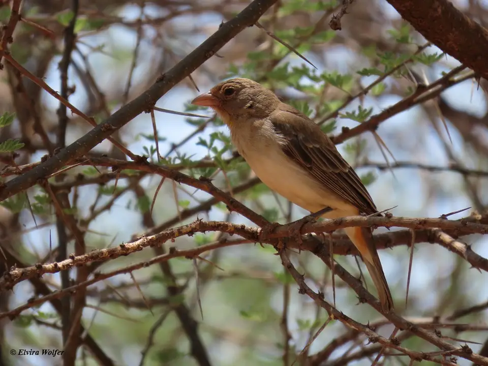 Yellow-spottedBush-sparrow.jpg