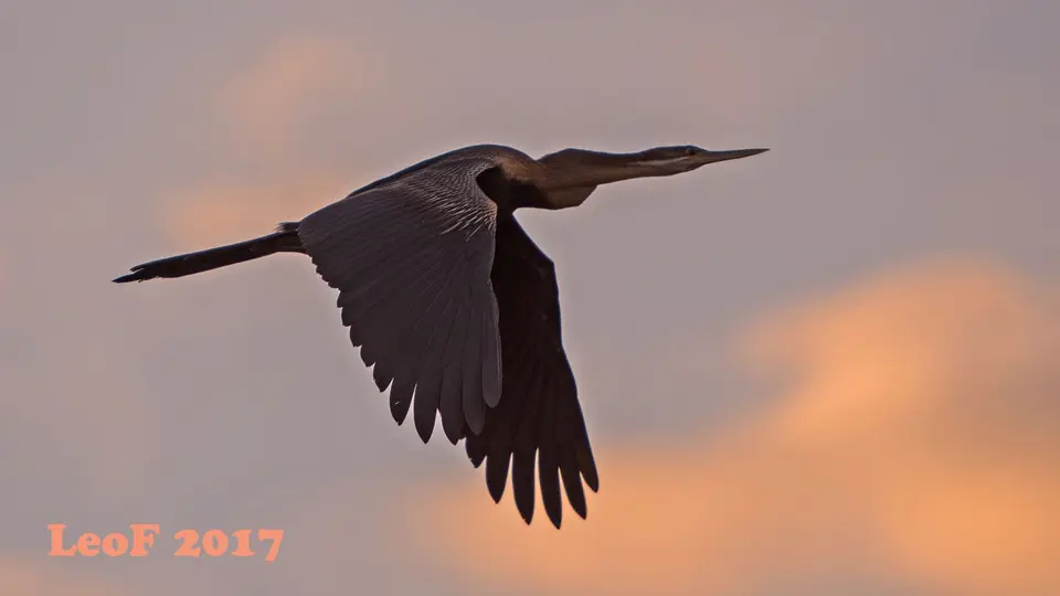 0202_AfricanDarter_Schlangenhalsvogel.jpg