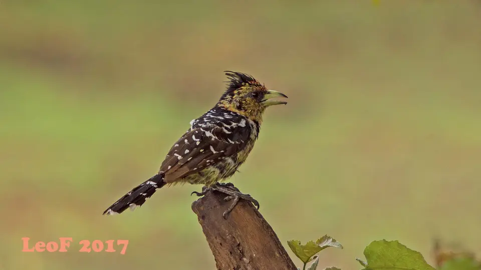 0206_BarbetCrested_HaubenBartvogel.jpg