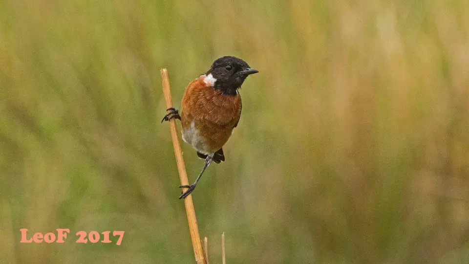 0409_AfricanStonechat_AfrikanischesSchwarzkehlchen_A72_4843_f.jpg