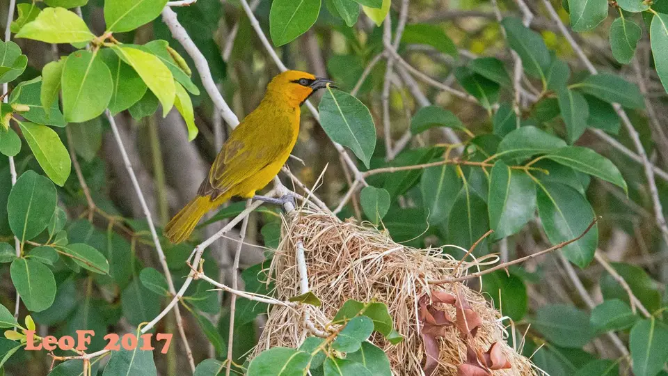 0410_Weaver_SpottedBacked_Dorfweber_A72_5532_f.jpg