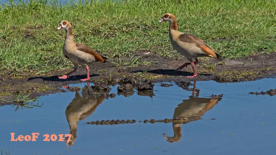 0507_GooseEgyptian_Nilgans_A72_6508_f.jpg