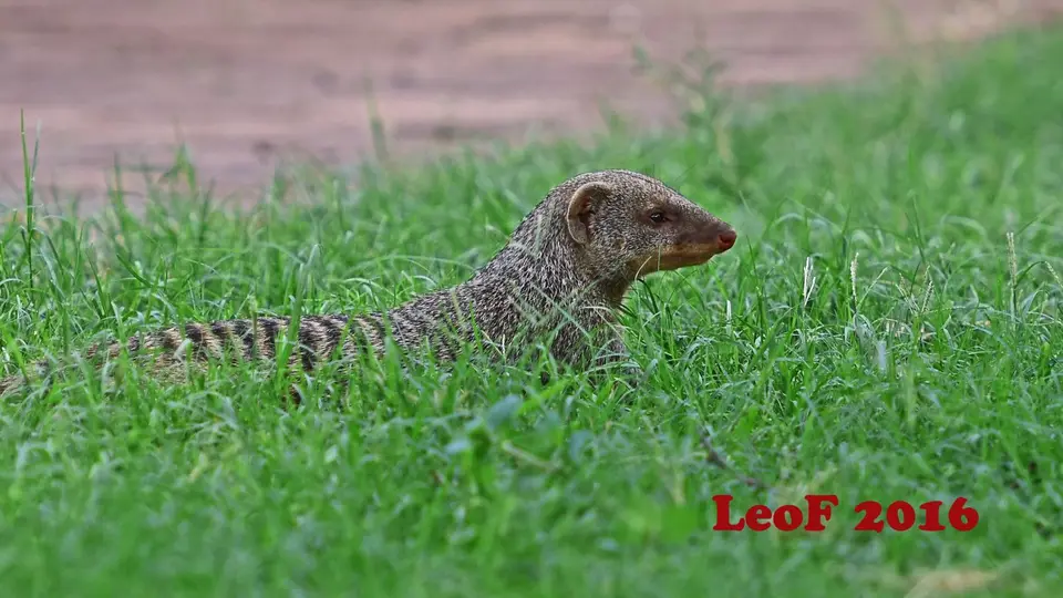 1001_BandedMongoose_SA1611_612_2030_f.JPG