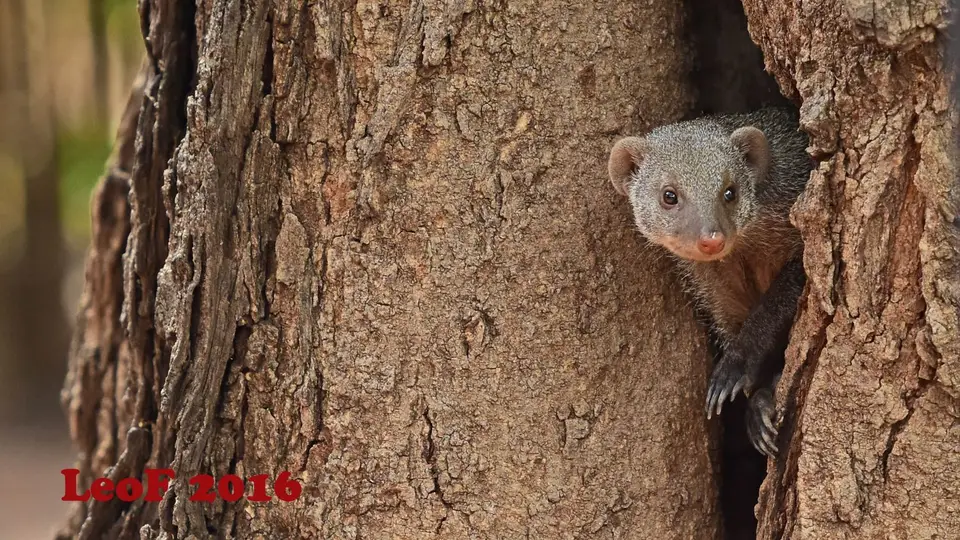 1002_BandedMongoose_SA1611_612_2032_f.JPG