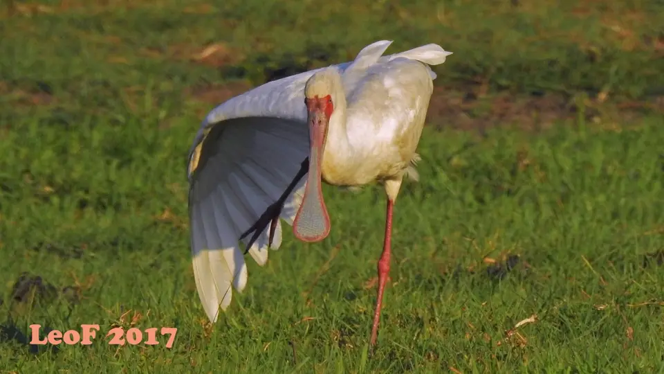 1003_AfricanSpoonbill_Loeffler_DSCN0649_f.JPG