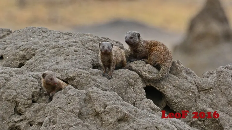1003_DwarfMongoose_SA1611_712_9114_f.JPG