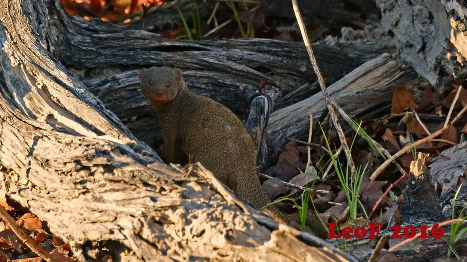 1004_DwarfMongoose_SA1611_712_9739_f.JPG