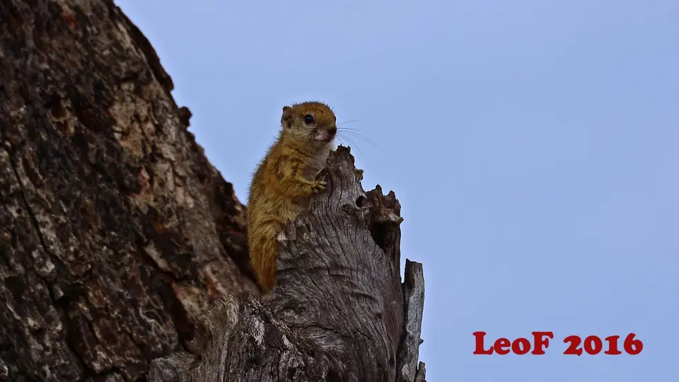 1006_TreeSquirrel_SA1611_713_0895_f.JPG