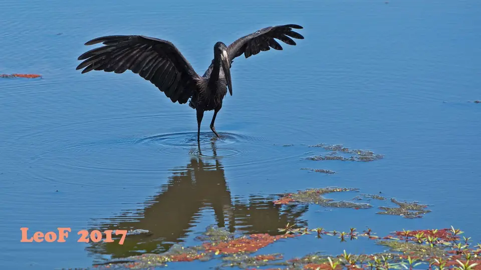 1007b_StorkOpenBilled_Klaffschnabel_A72_2874_f.JPG