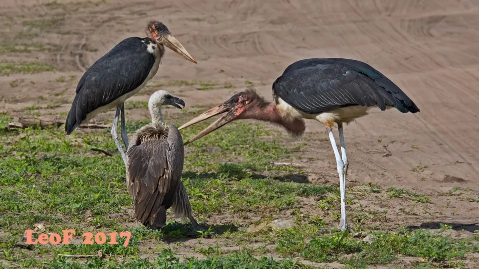 1013_VultureWhiteBacked_Weissrueckengeier_A72_3492_f.jpg