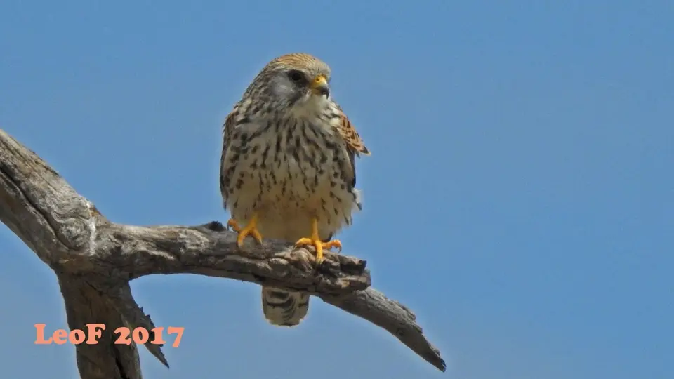 1109_Falcon_Falke_DSCN0365_f.jpg