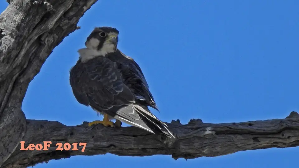 1110_Falcon_Falke_DSCN0455_f.jpg