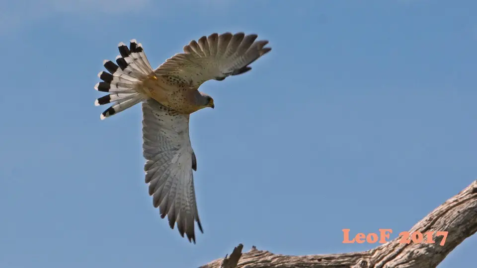 1111_FalconLanner_Lannerfalke_A72_7710_f.JPG