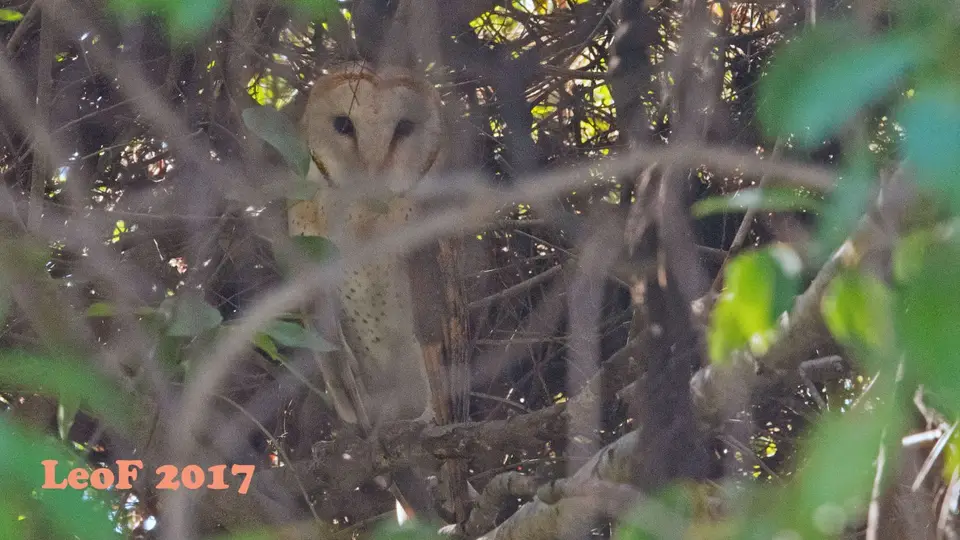 1112_BarnOwl_A72_0594_f.jpg