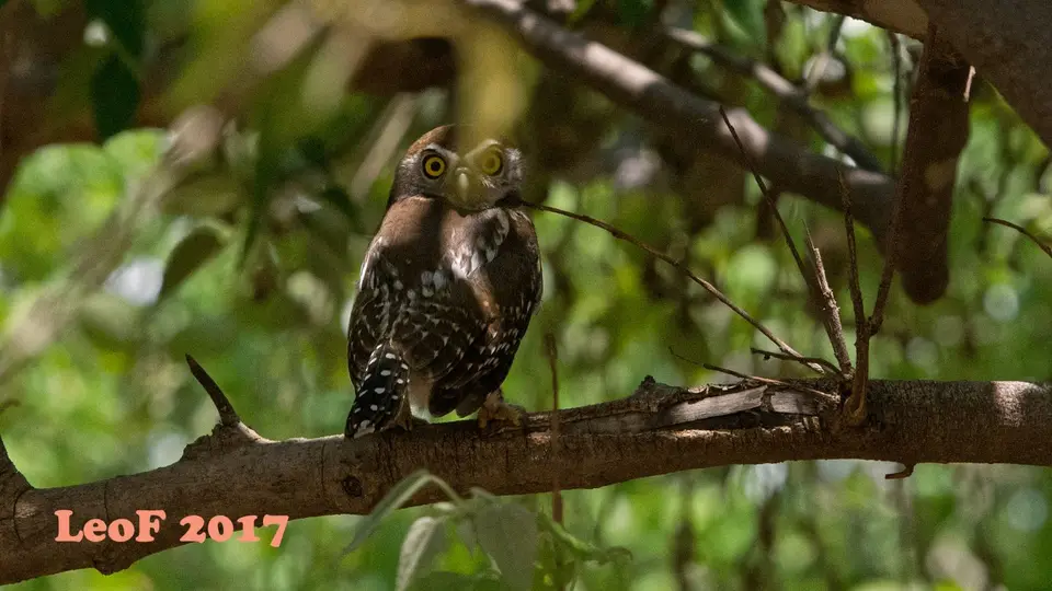 1115_Owl_A72_6559_f.JPG