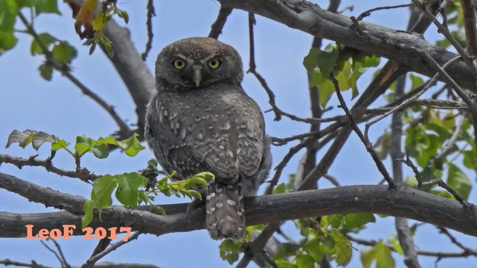1116_Owl_DSCN0697_f.JPG