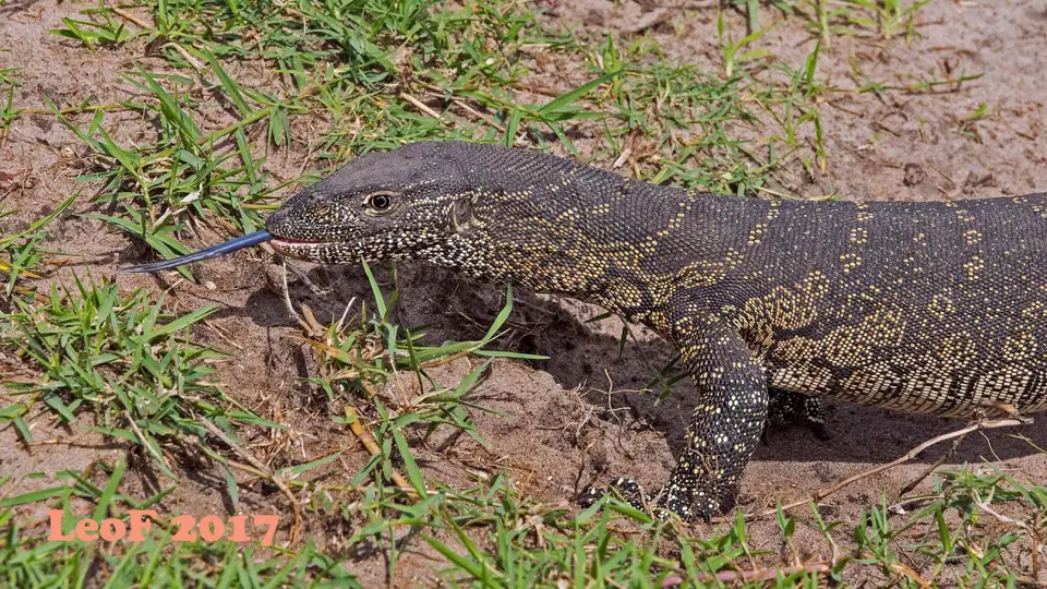 1209_WaterMonitorLizard_Nilwaran_A72_6790_f.jpg