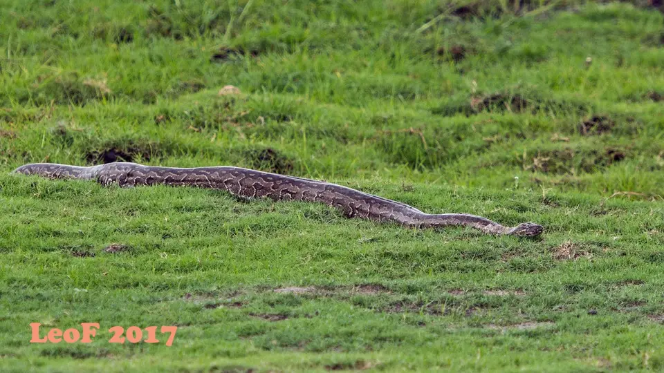 1212_Python_A72_4802_f.jpg