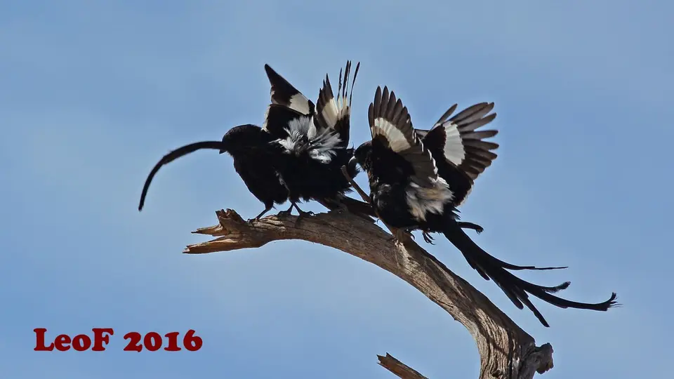 144_SA1611_13162g_712_8585_16.JPG