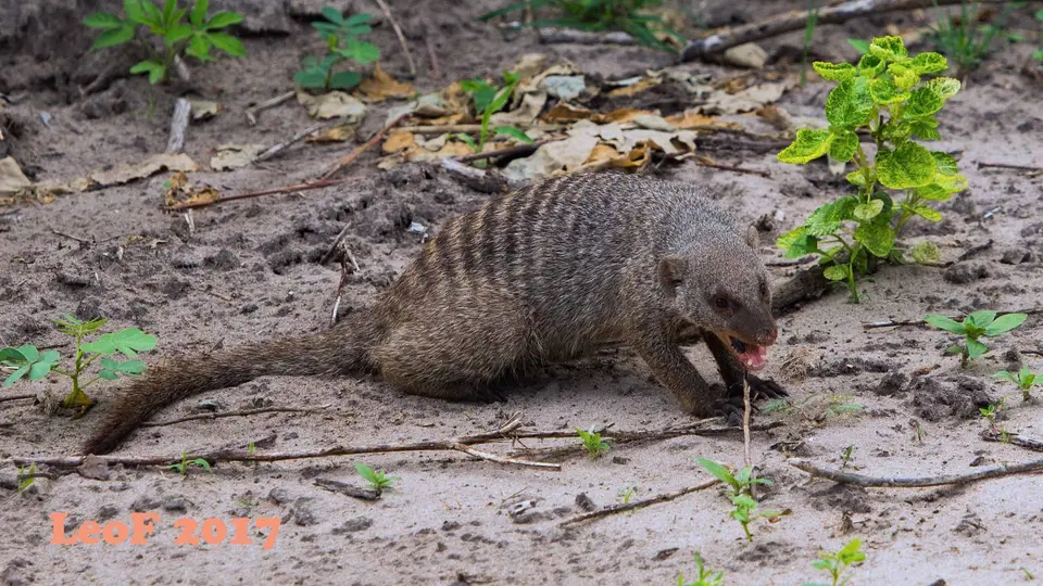 1502_MongooseBanded_Zebramanguste_A72_5097_f.jpg