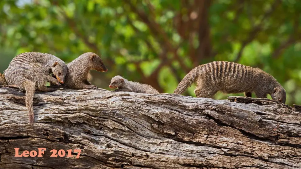 1503_MongooseBanded_Zebramanguste_A72_5908_f.jpg