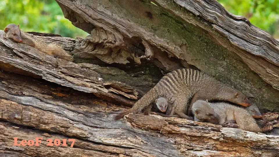 1504_MongooseBanded_Zebramanguste_A72_5934_f.jpg
