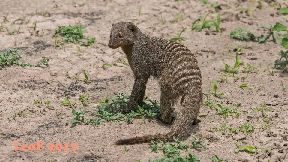 1505_MongooseBanded_Zebramanguste_A72_6321_f.jpg