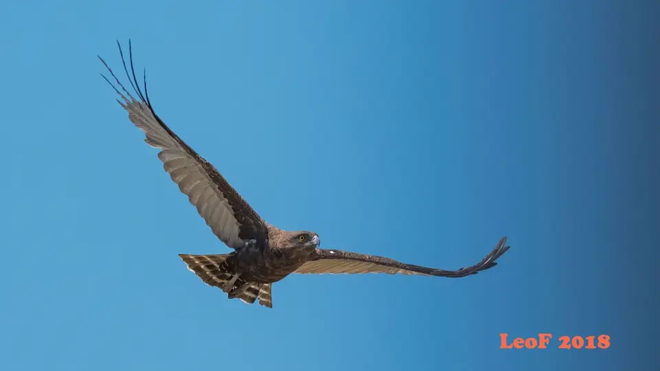 1505_Raptor_DSCF1580_16_f.JPG