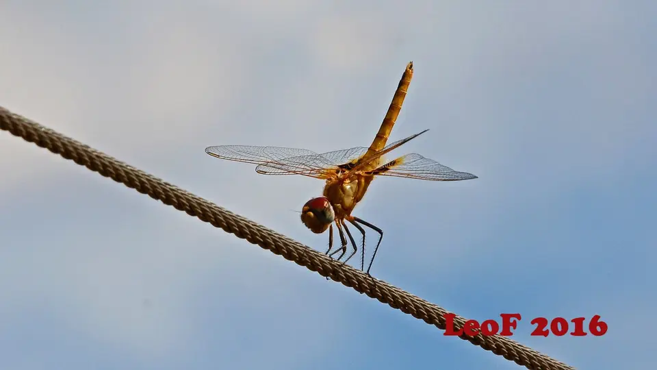 1505_SA1611_712_8755_f.JPG